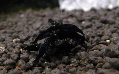 20100608-1-1.jpg