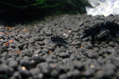 20100608-1-2.jpg